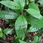 Psychotria schweinfurthii Leaf