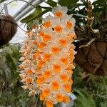 Dendrobium thyrsiflorum Flor