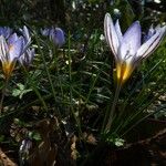 Crocus biflorus Květ
