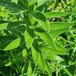 Lilium carniolicum Blad