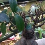 Ficus retusaLeht