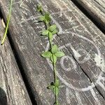 Galium broterianum Yeri