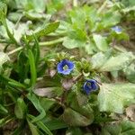 Veronica acinifolia Pokrój