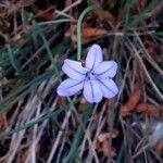 Aphyllanthes monspeliensis Blomma