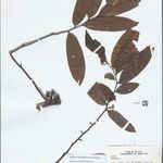Guatteria hirsuta Leaf