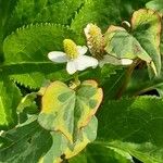 Houttuynia cordata ഇല