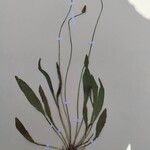 Plantago lanceolata 花