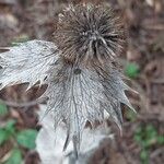 Eryngium giganteum Leaf