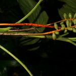 Chamaedorea deckeriana Fruit