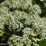 Pleurospermum austriacum Blodyn