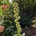 Aconitum variegatum Floro