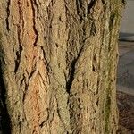 Robinia pseudoacacia Bark