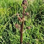 Scrophularia auriculata Blomma