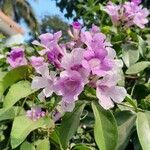 Mansoa alliacea Leaf