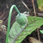 Papaver cambricum പുഷ്പം