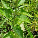 Lactuca floridana Hoja