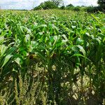 Zea mays Leaf