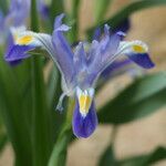 Iris warleyensis Flower