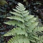 Dryopteris dilatataFeuille