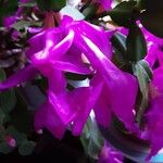 Schlumbergera truncata Flor