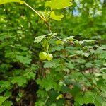 Ribes cynosbati Fruit