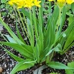 Allium molyBlüte