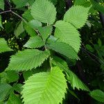 Ulmus laevis Leaf