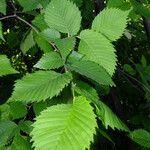 Ulmus laevis পাতা