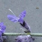 Salvia yangii Flower