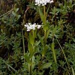 Arabis soyeri Habit