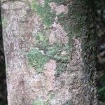 Poecilanthe hostmannii Corteza