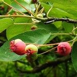 Amelanchier canadensis Fruit