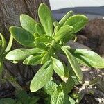 Sedum dendroideum Foglia