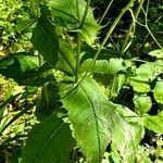 Crepis paludosa Leaf