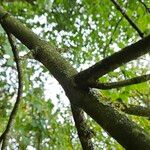 Acer pseudoplatanus Ekosanga