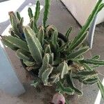 Stapelia grandiflora Leaf