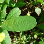 Crotalaria retusa Leaf