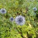 Echinops ritroBlüte