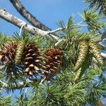 Pinus lambertiana Frucht