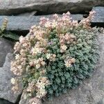 Sedum dasyphyllumÇiçek