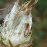 Centaurea aspera Hedelmä