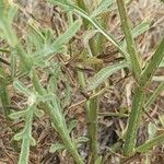 Centaurea ornata Leaf