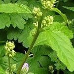 Ceanothus americanus Blodyn