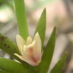 Polystachya mystacioides Flower