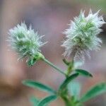 Trifolium arvense Hoja