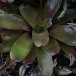 Aechmea caudata Blatt