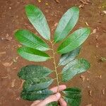 Virola multiflora Leaf