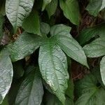 Momordica cochinchinensis Leaf