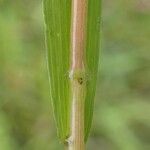 Leersia oryzoides 树皮