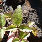 Clematis mauritiana Leaf